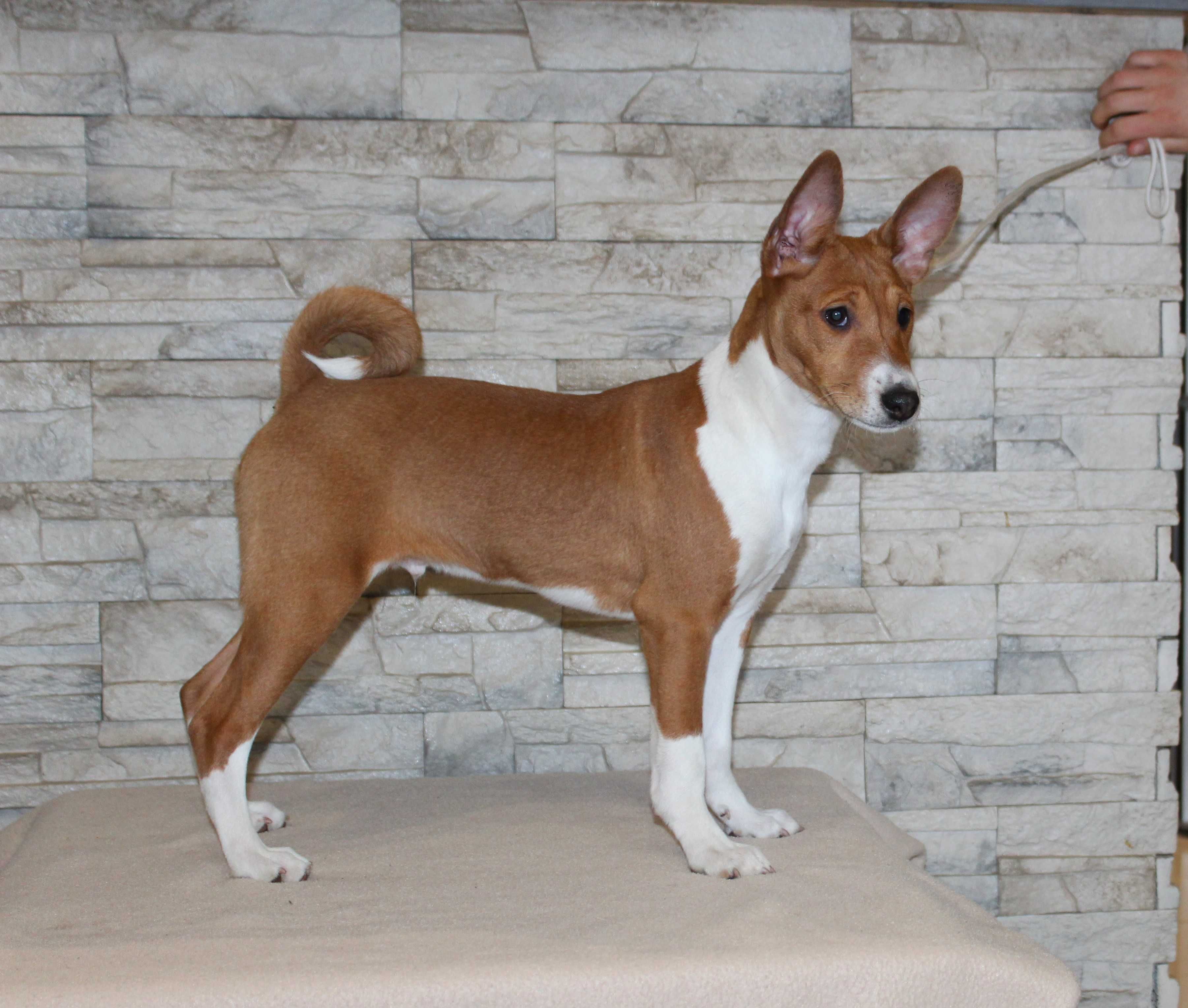 Piesek Basenji FCI