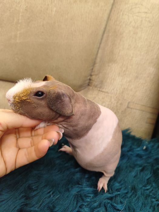 Чарівний хлопчик скінні мурчак