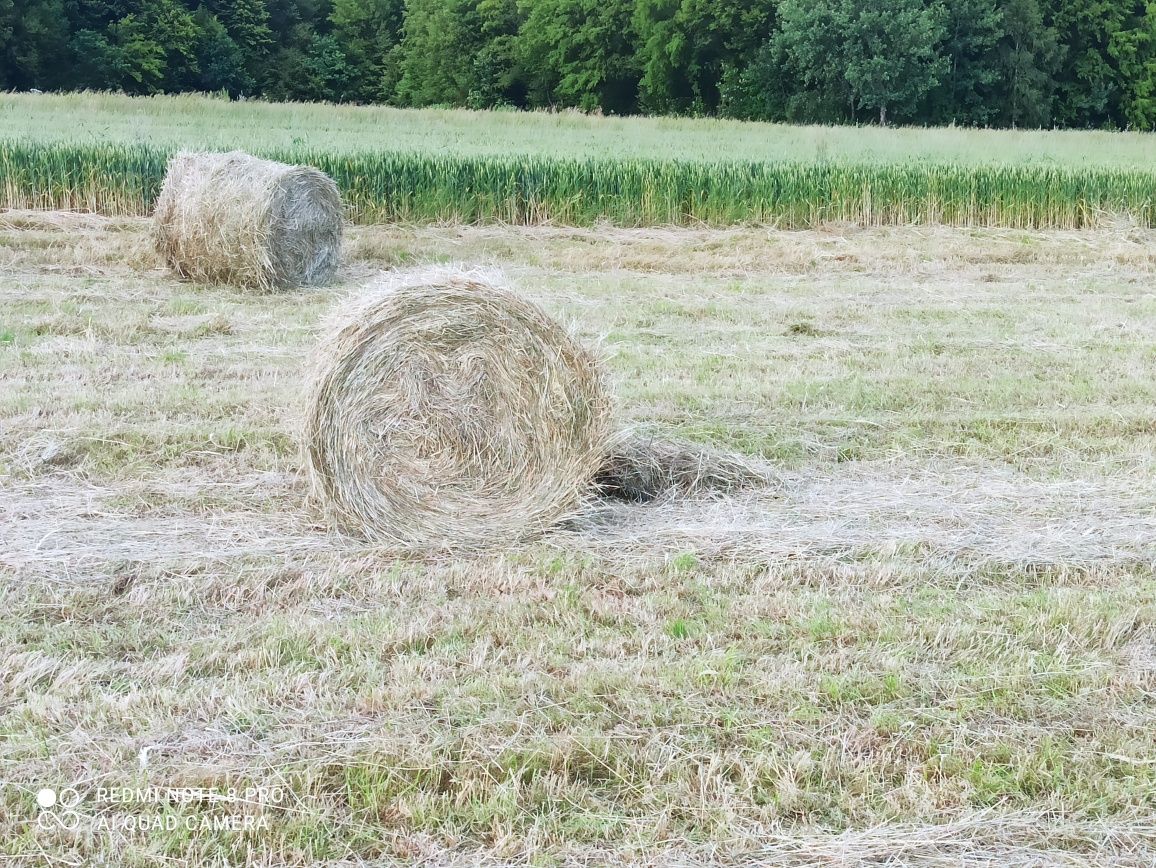 Bale siana suche