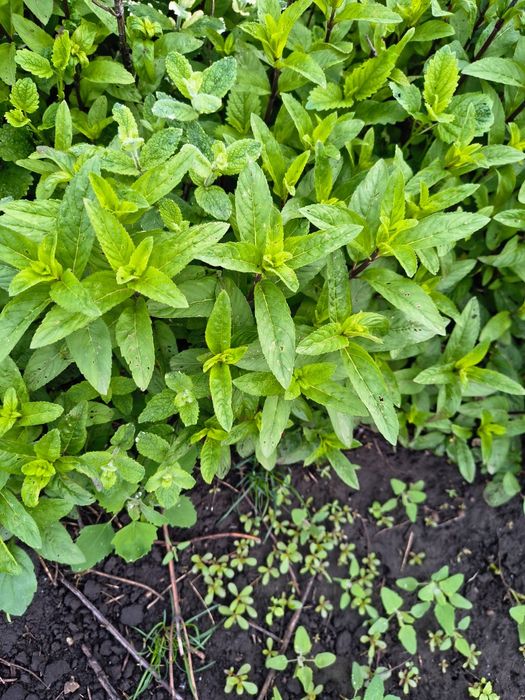 Продам чебрець м'ятний, м'ята шоколадна