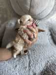 Szpic miniaturowy  pomeranian  Noemi