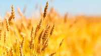Пшениця , вінницька область