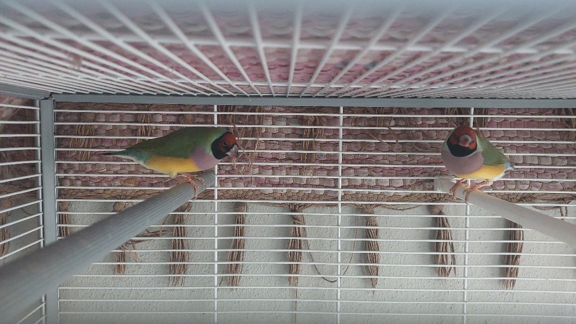 Pássaros exóticos/ Diamantes Gould