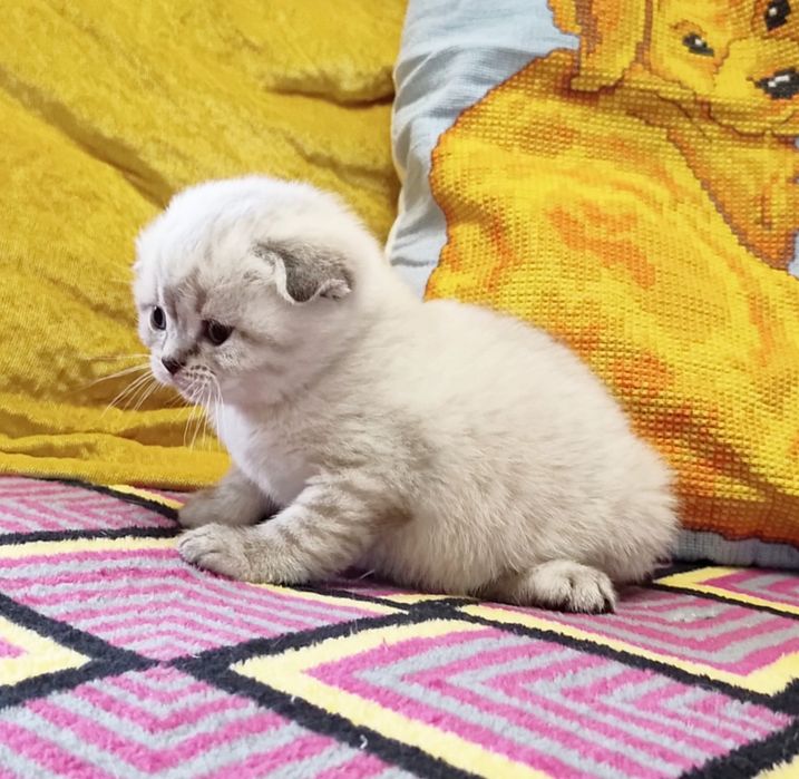 Шотландська дівчинка.  Кошенята.  Котята