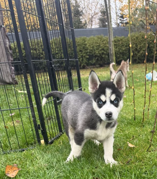 Syberian husky miot B -Buster po Championie