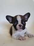 Bulldog macho 2 meses