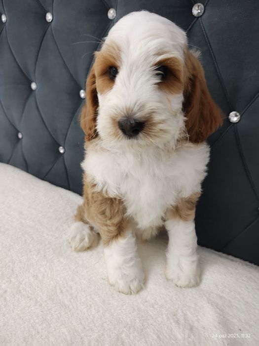 Cockapoo Boy GOTOWY DO odbioru