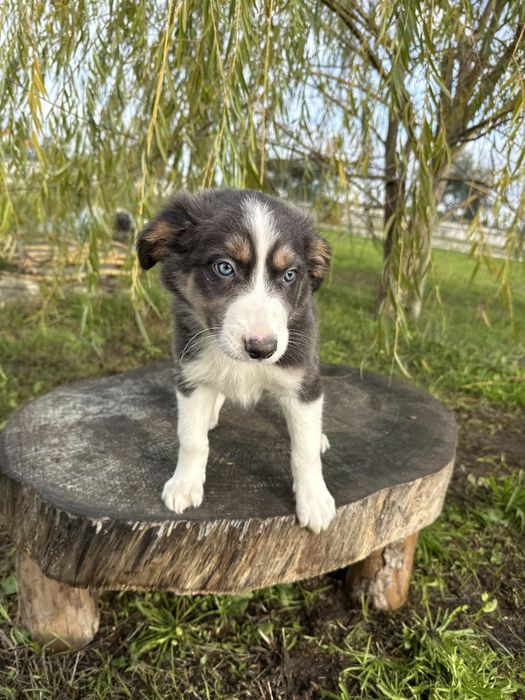 Border Collie Azul Lindo