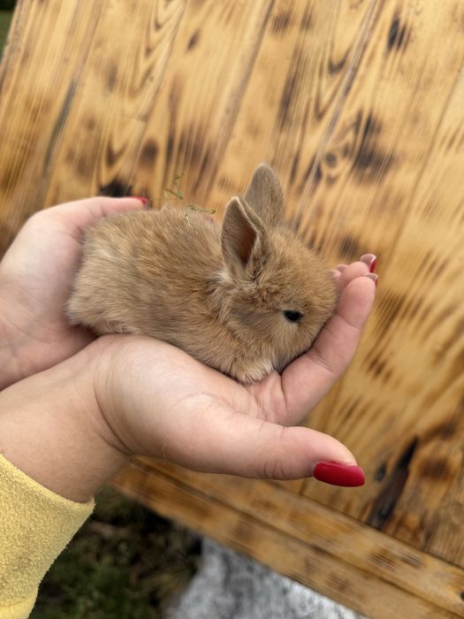 Декоративний кролик