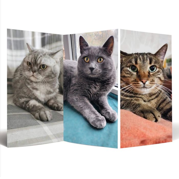 Котики в добрі руки