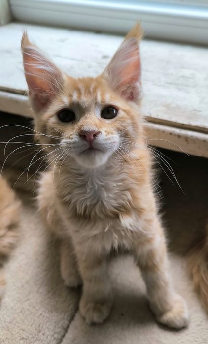 Мейн-кун кошенята