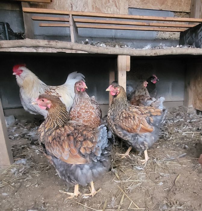 Кури домашні , півні