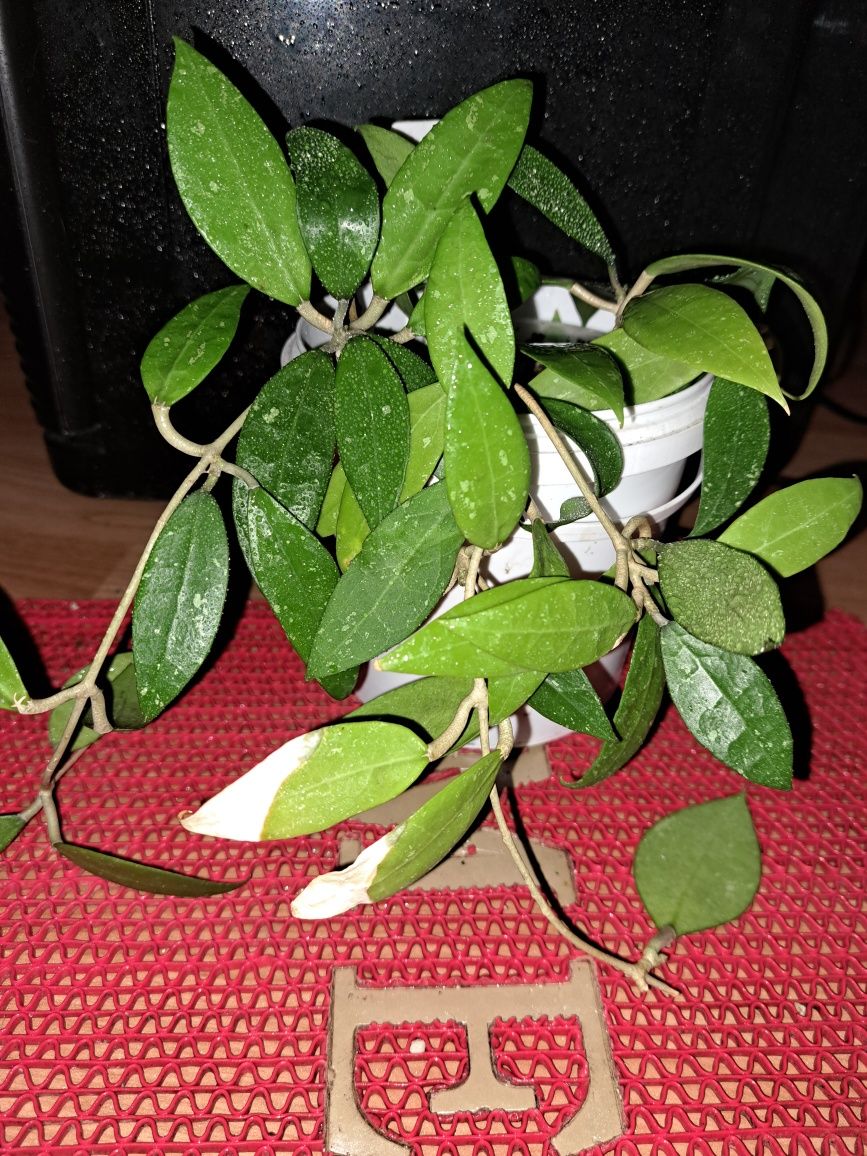 Хойя Грацилис.  Gracilis.