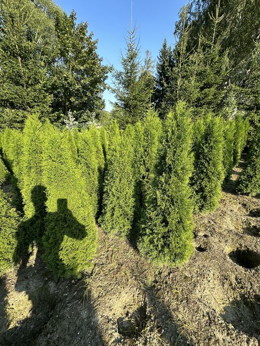 Tuja szmaragd sadzenie ogrodzenie transport żywopłot