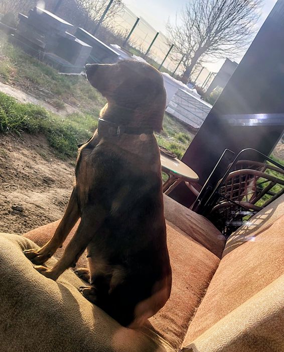 Oddam cztery pieski za darmo