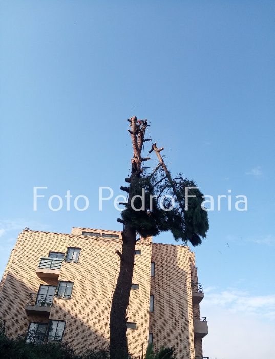 Trabalhos em Altura , Corte /Poda Árvores ,Formação Certificada