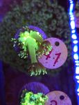 Goniopora Medusa Glow WYSIWYG #41 akwarystyka morska koralowce
