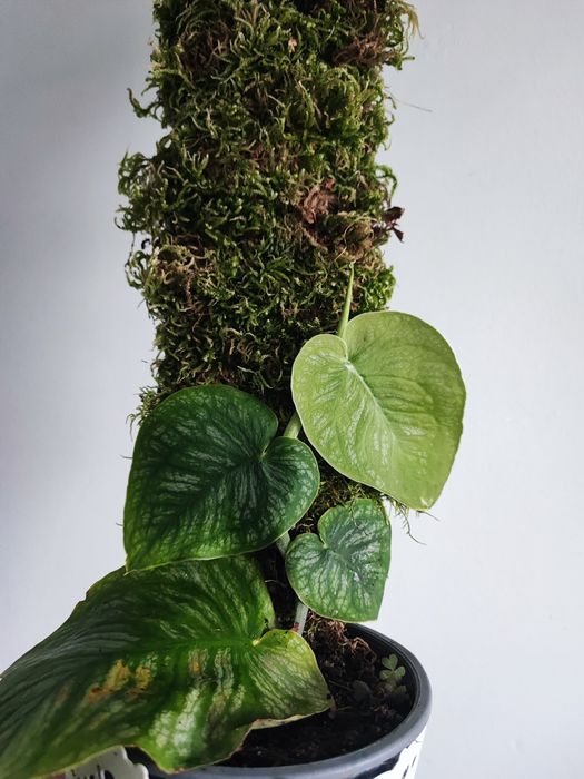 Monstera Dubia - rosnąca+palik gratis