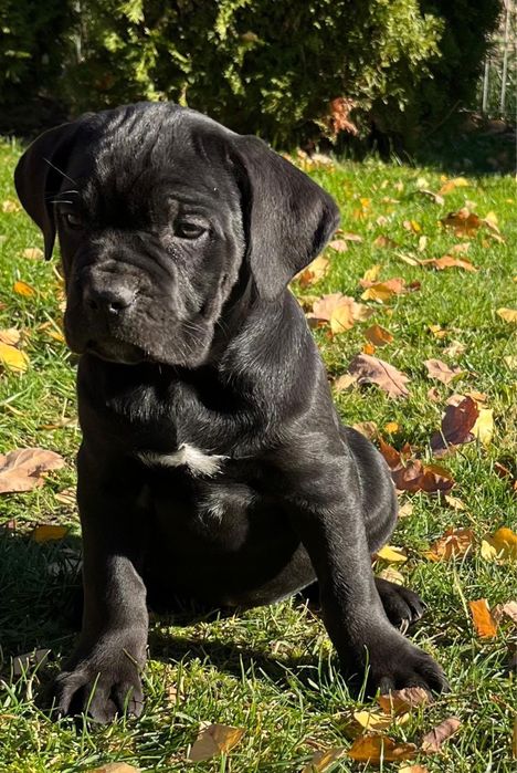 Cane corso suczka