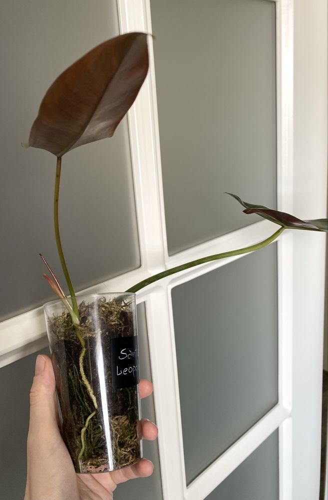 Філодендрон Philidendron Santa Leopoldina