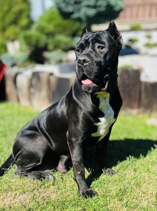 Cane corso szczeniak
