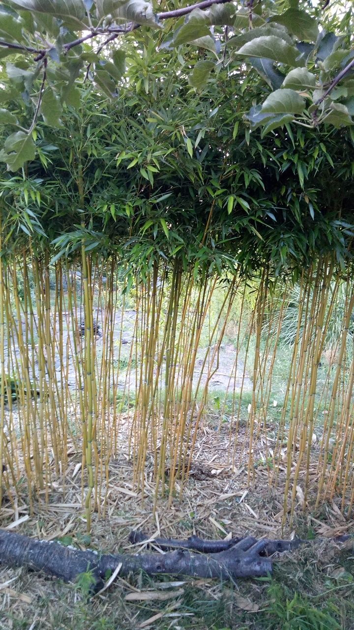 Бамбук зимостойкий