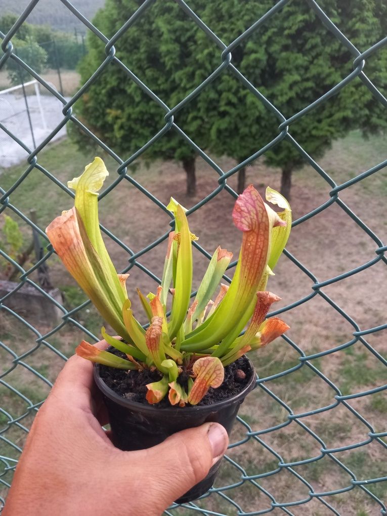 Plantas carnívoras