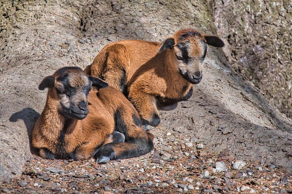 Owce/Barany kameruńskie