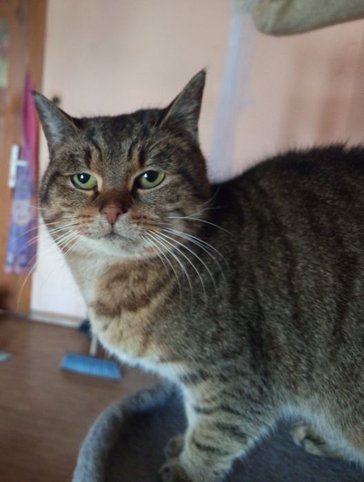 Kotka Marcysia pragnie mieć dom