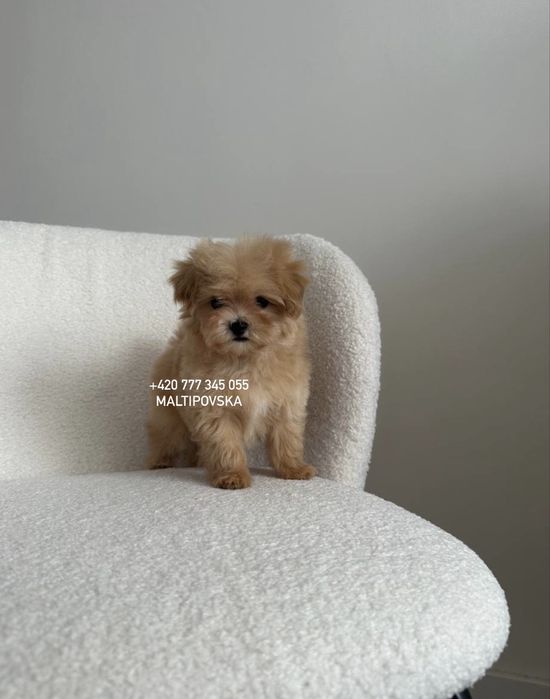 Очаровательные детки мальтипу ф1 и ф2