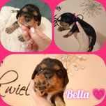 Prześliczna Bella dziewczynka Cavalier King Charles spaniel
