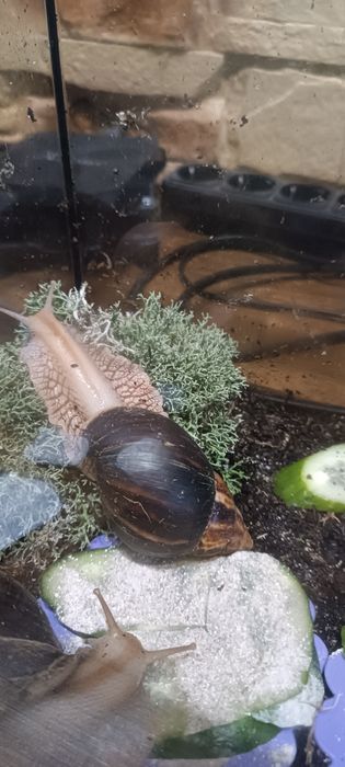 Продам Равлики. Ахатіна Імакулята