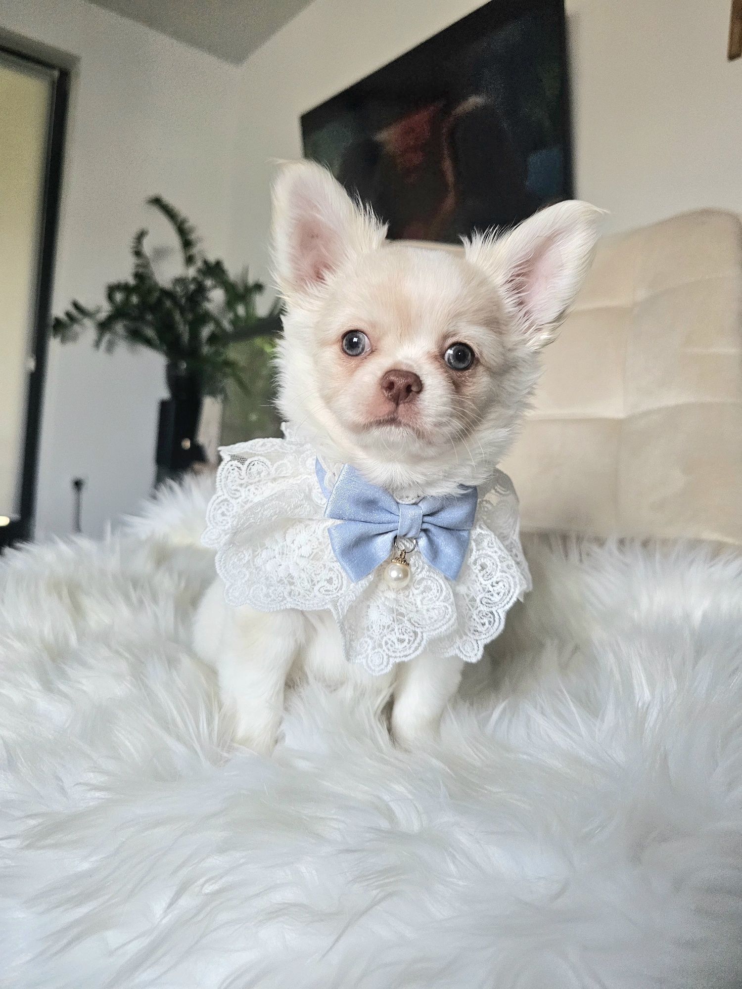 Chihuahua Zarezerwowany  FCI