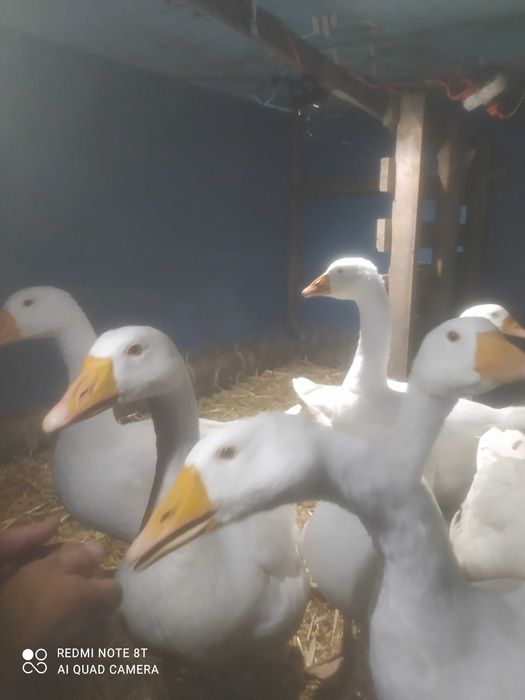 Gęsi tuszka, owsiane ekologiczne