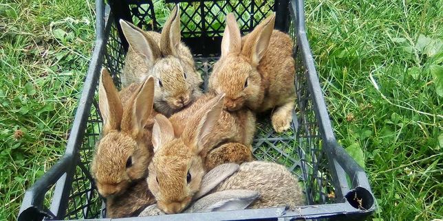 Домашні кролі кролики кролята крольчата
