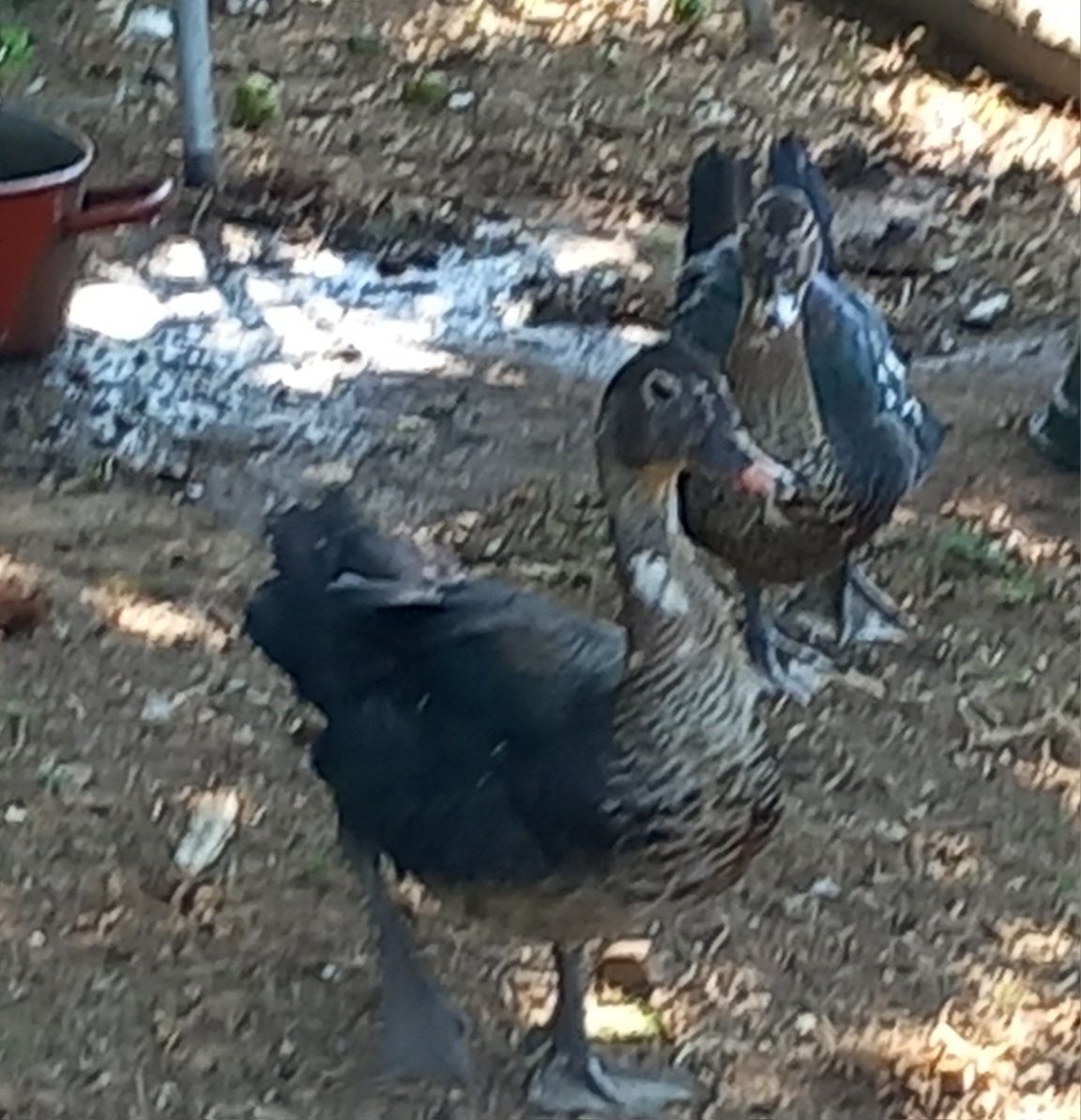 Patos mudos novos