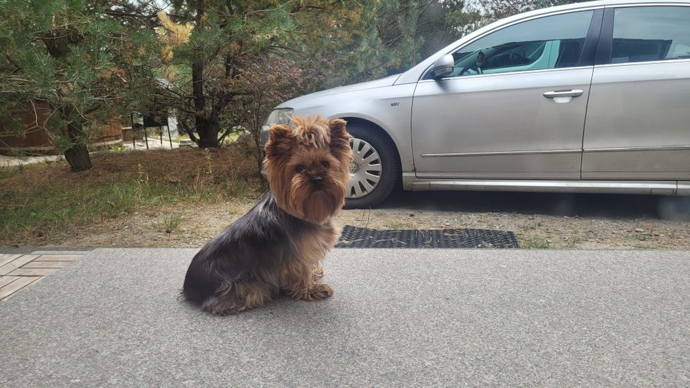 Oddam piękna Suczke Yorkshire terrier FCI dorosła