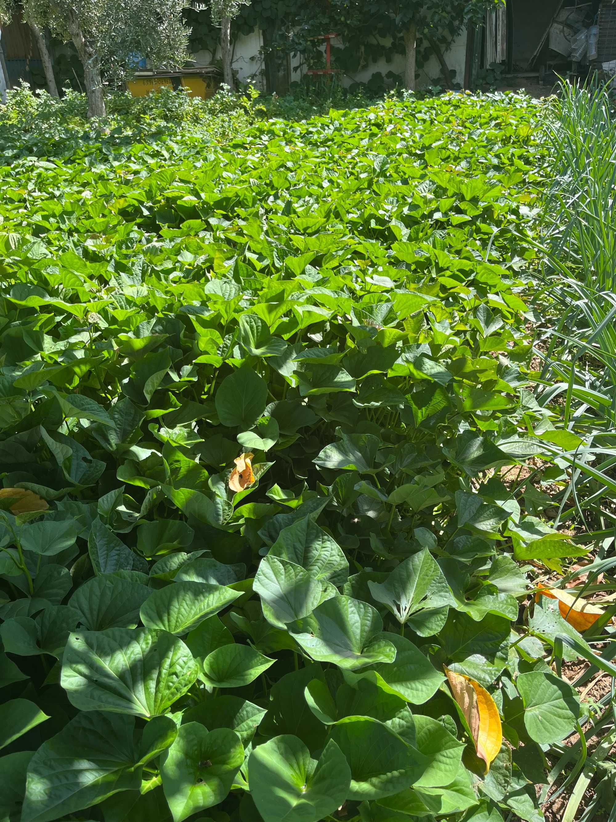 Pés de Batata Doce para plantar