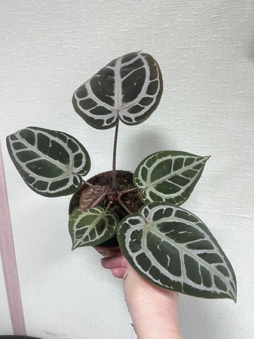 Антуріум пінк блаш колекційний