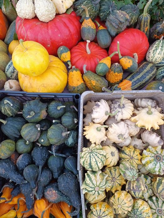 Dynie ozdobne i jadalne