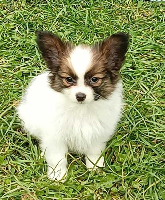 Papillon piesek sobolowy po championach ZKwP FCI