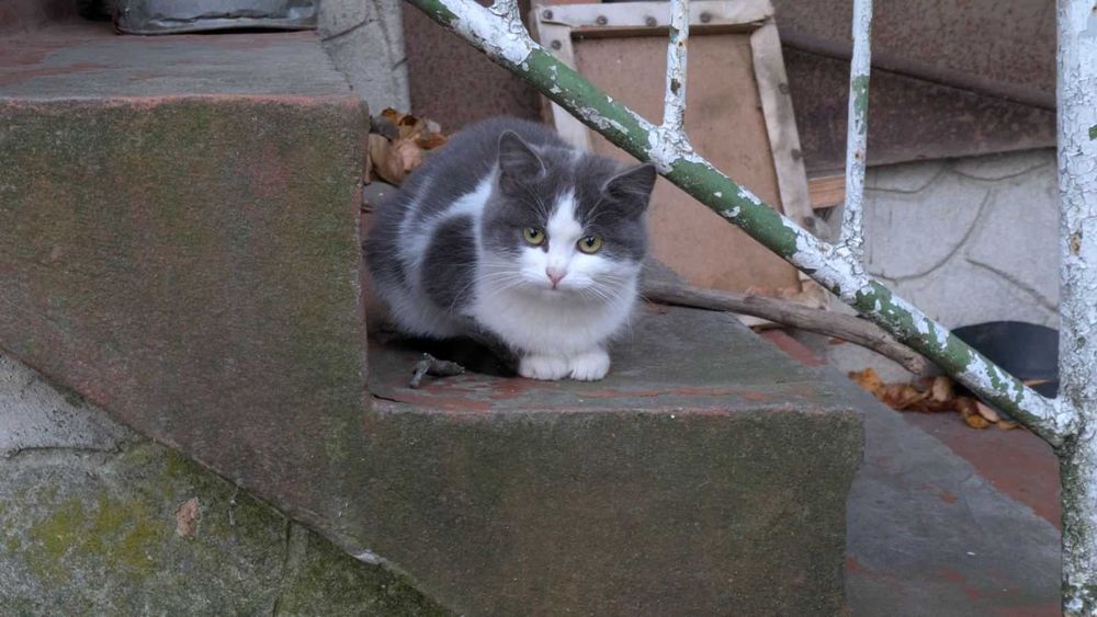 Кошеня безкоштовно