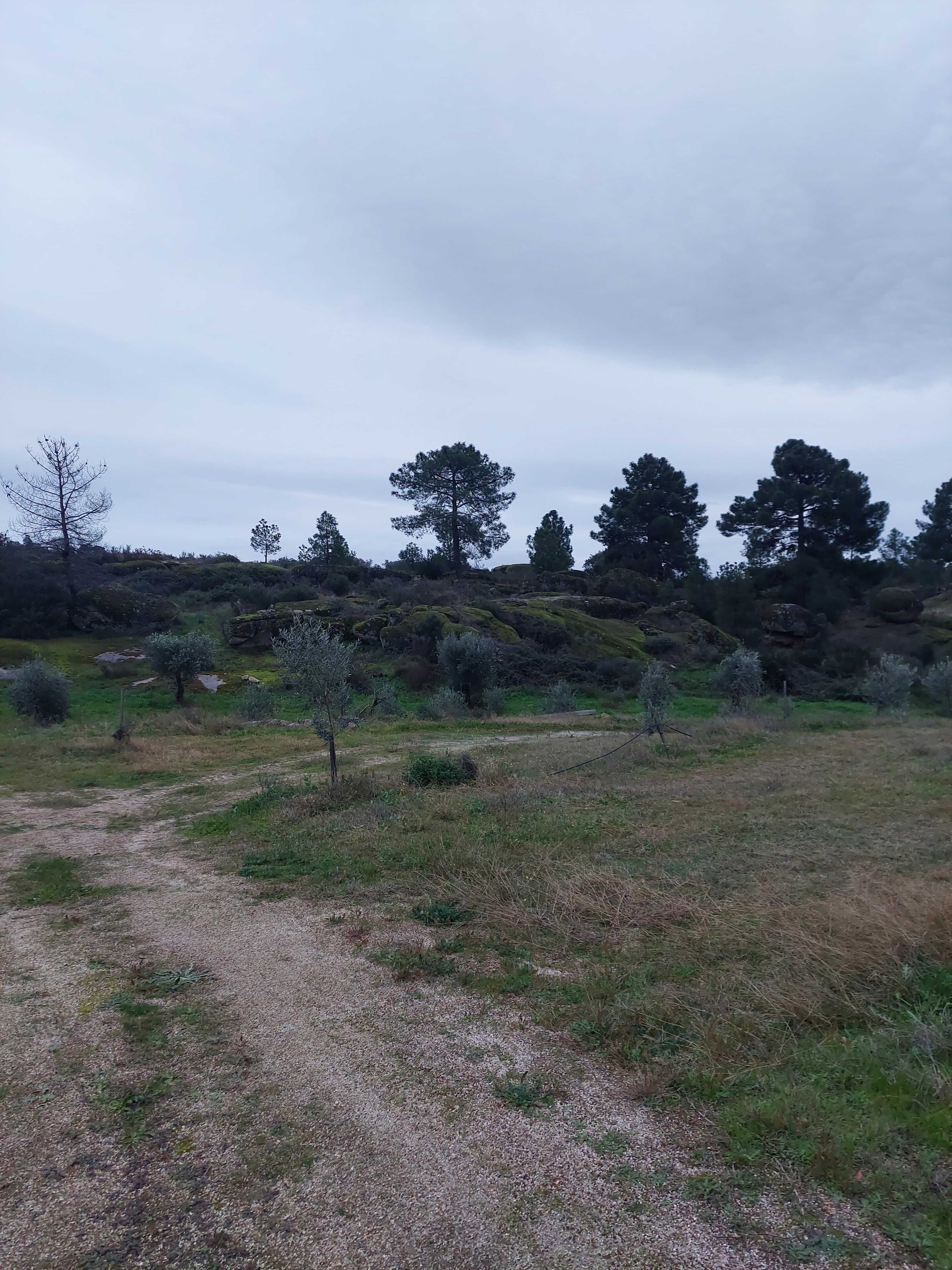 Prédio rústico, com 20 hectares, em Valpaços