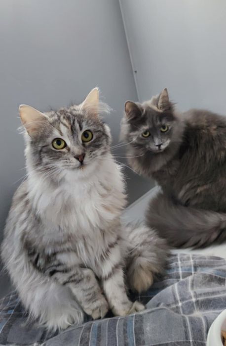 Кошечки из приюта,ищем дом