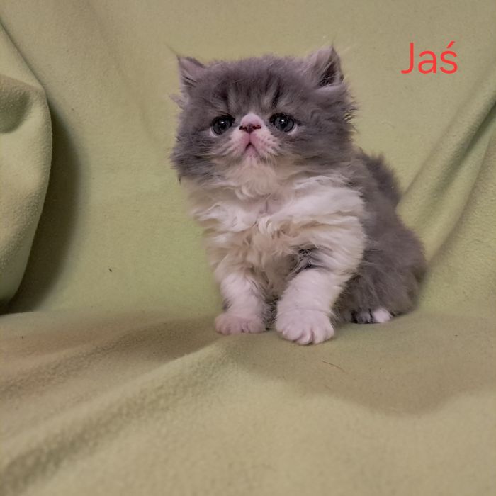 Kocurek perski niebiesko-biały,  Warszawa