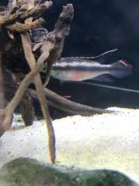 Kribensis – Pelvicachromis pulcher