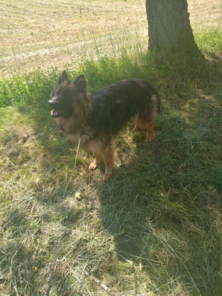 Owczarek niemiecki długowłosy suczka