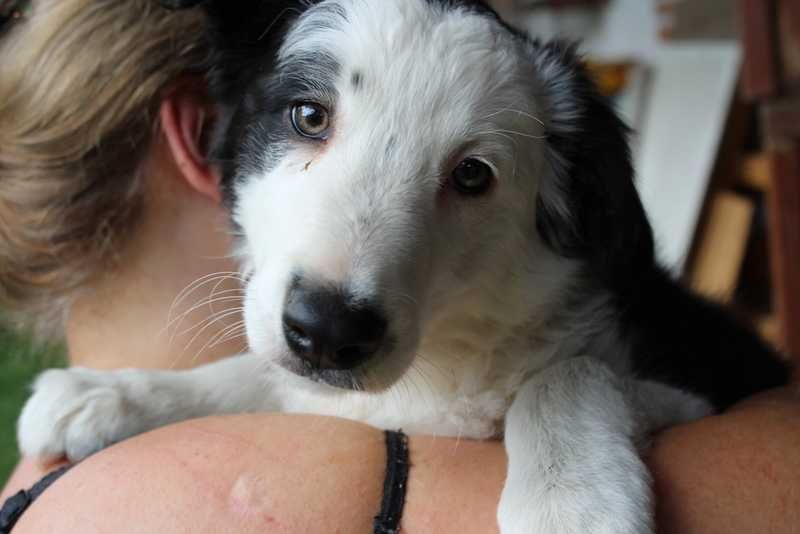 Border Collie - sliczny piesek