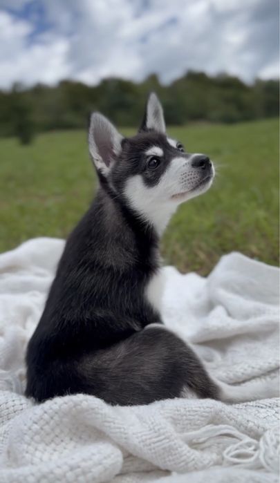 ‼️МИНИ-ХАСКИ‼️Малыши Аляскинского кли кая ‼️Срочно распродаем щенков!