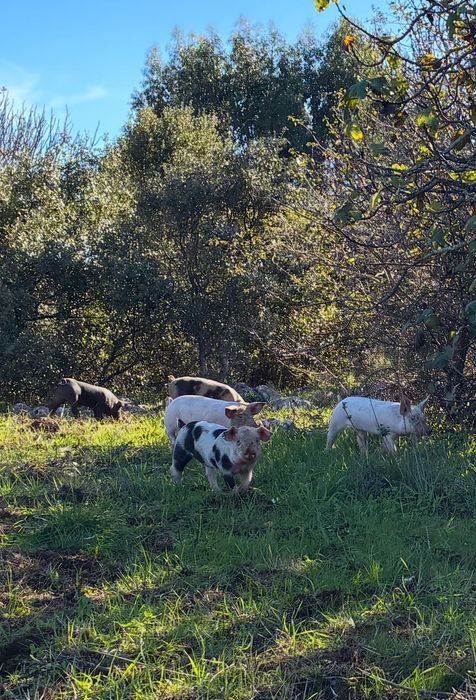 Leitão boa qualidade